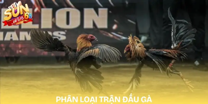 Top Bí Quyết Soi Kèo Đá Gà Hôm Nay Chuẩn Từ Chuyên Gia 2 keo-da-ga-hom-nay-loai-wala